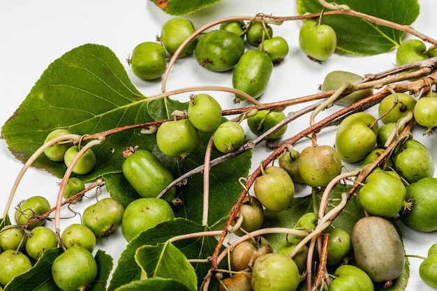 Maduro Actinidia arguta ou kiwi isolado no fundo branco. Ramos de frutas frescas com folhas verdes, maquete, modelo