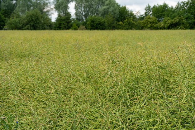 Maduro Canola Campo Textura Fundo Verde Colza Vagens Colheita Planta De Mostarda Colheita Plantas De Óleo Fazenda Vagens De Colza Closeup