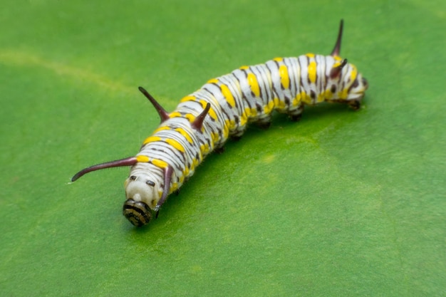 Foto maduro monarca caterpillar en hoja verde