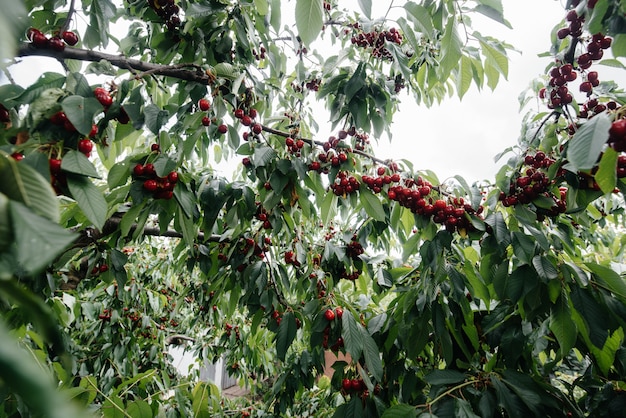 Maduros cachos de cerejas vermelhas nos galhos de uma árvore