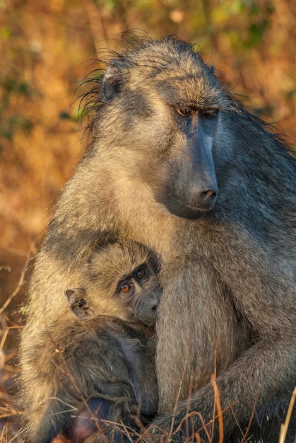 Foto mãe babuína e bebê parque nacional kruger, áfrica do sul