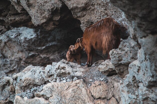 Mãe Cabra e Filhote de Cabra em uma rocha Caminho dos Deuses (Sentiero degli Dei) Rota de trekking da Itália