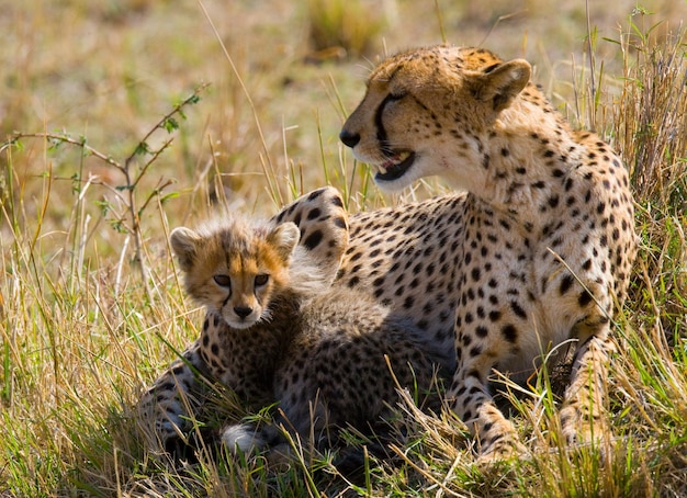 Mãe chita e seu filhote na savana.