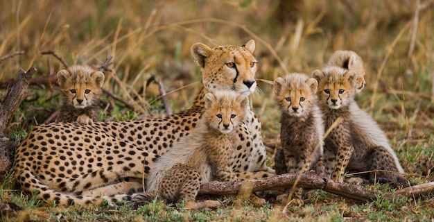 Foto mãe chita e seus filhotes na savana.