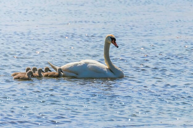 Mãe cisne e filhotes na água, Cygnus Olor