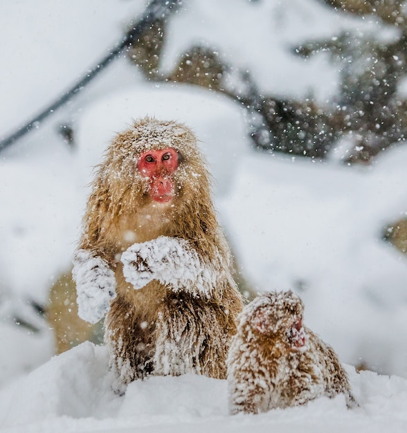 Mãe com bebê macaco japonês está sentada na neve