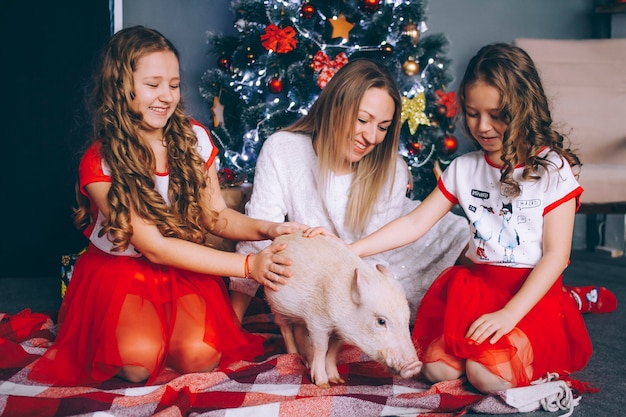 Mãe com duas filhas brincar com um mini porco perto da árvore do ano novo