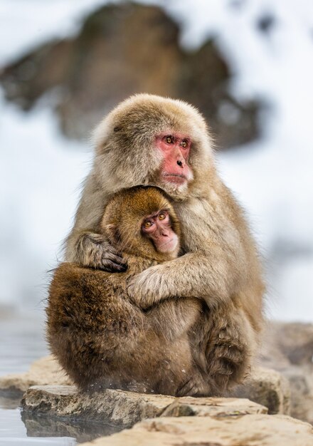 Mãe com um bebê macaco-japonês sentado na pedra