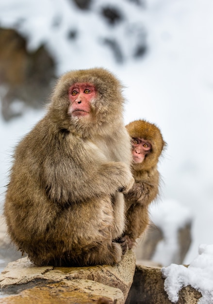 Mãe com um bebê macaco-japonês sentado na pedra