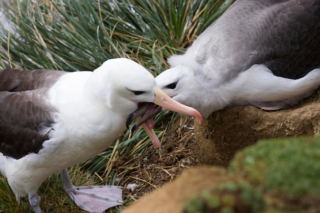 Mãe de albatroz-de-sobrancelha-preta alimentando filhotes nas Ilhas Malvinas