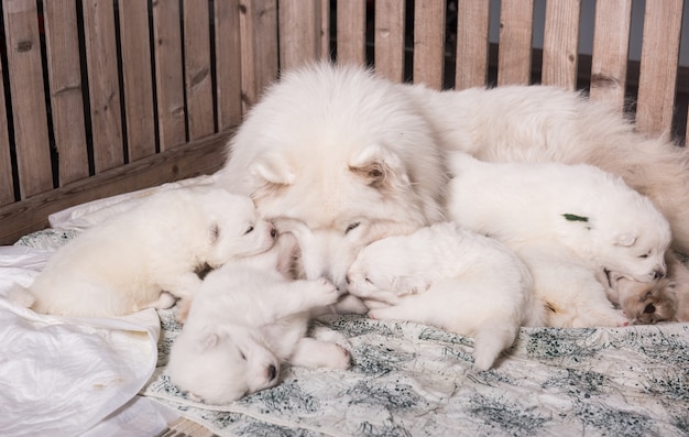 Mãe de cachorro Samoyed com filhotes de cachorro filhotes mamando