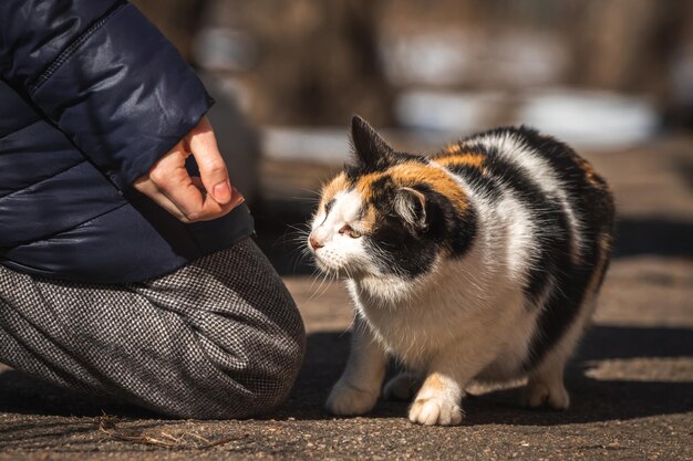Mãe de gato vadio pegando comida da mão de mulher closeup photo
