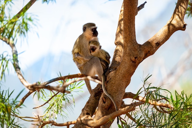 Mãe de macaco com bebê sentado em uma árvore no Quênia