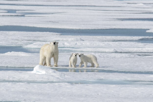 Mãe de urso polar selvagem (Ursus maritimus) e filhote no gelo