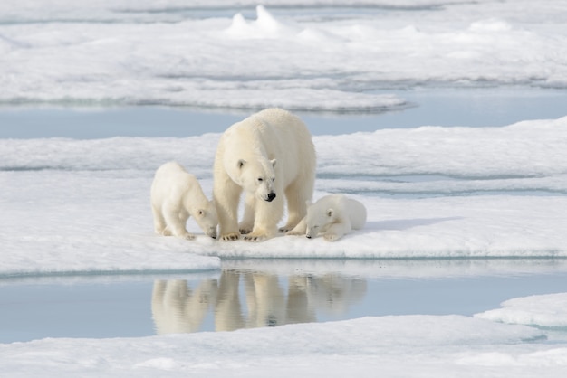 Mãe de urso polar selvagem (Ursus maritimus) e filhote no gelo
