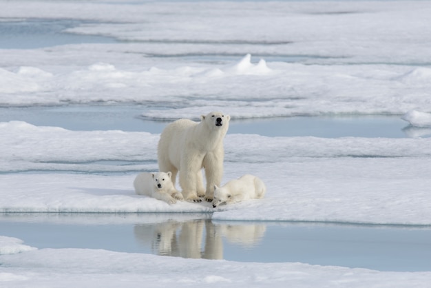 Mãe de urso polar selvagem (Ursus maritimus) e filhote no gelo