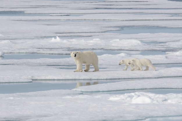 Mãe de urso polar selvagem (Ursus maritimus) e filhote no gelo