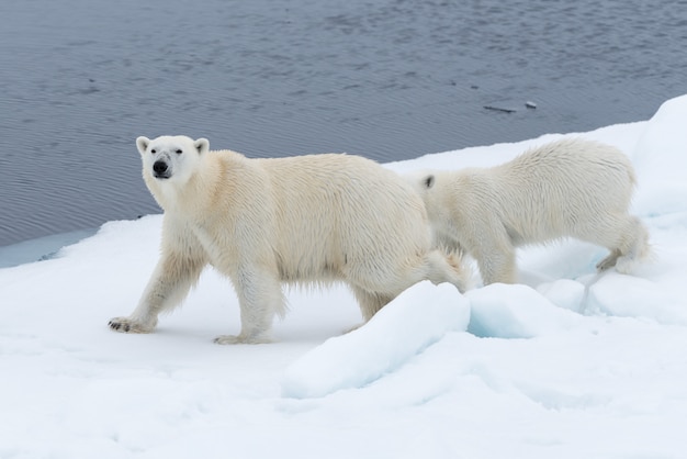Mãe de urso polar selvagem (Ursus maritimus) e filhote no gelo