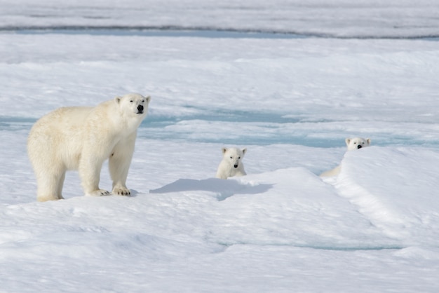 Mãe de urso polar selvagem (Ursus maritimus) e filhote no gelo