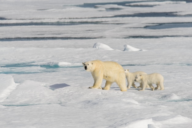 Mãe de ursos polares (Ursus maritimus) e filhotes gêmeos no gelo, ao norte de Svalbard Arctic Norway