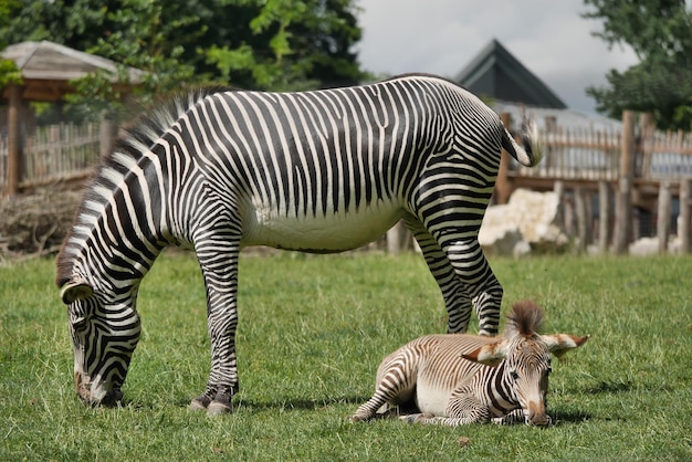 Foto mãe de zebra e filhote