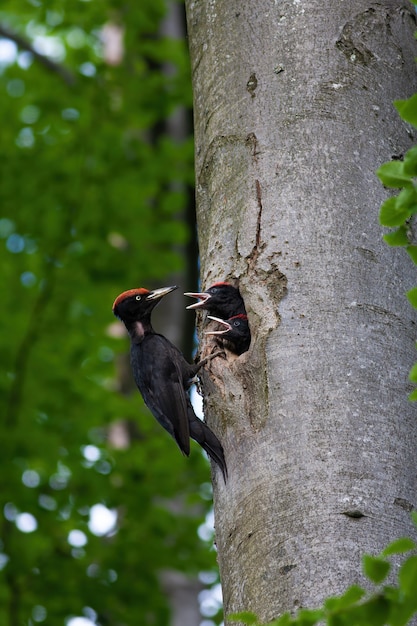 Mãe do pica-pau-preto alimentando filhotes em uma cavidade de faia no verão