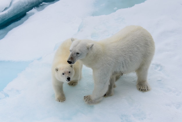 Mãe do urso polar (Ursus maritimus) e filhote no gelo, ao norte de Svalbard, Noruega no Ártico