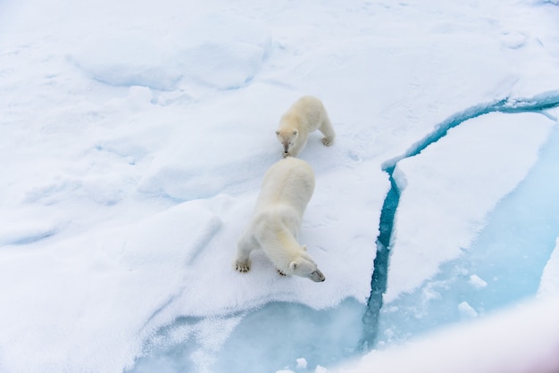 Mãe do urso polar (Ursus maritimus) e filhote no gelo, ao norte de Svalbard, Noruega no Ártico