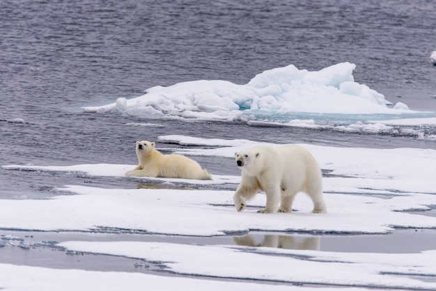 Mãe do urso polar (Ursus maritimus) e filhote no gelo, ao norte de Svalbard, Noruega no Ártico
