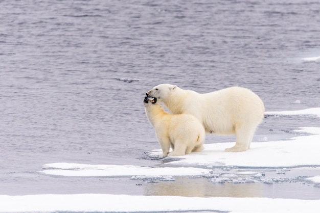 Mãe do urso polar (Ursus maritimus) e filhote no gelo, ao norte de Svalbard, Noruega no Ártico