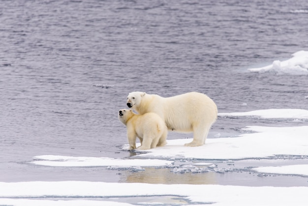 Mãe do urso polar (Ursus maritimus) e filhote no gelo, ao norte de Svalbard, Noruega no Ártico