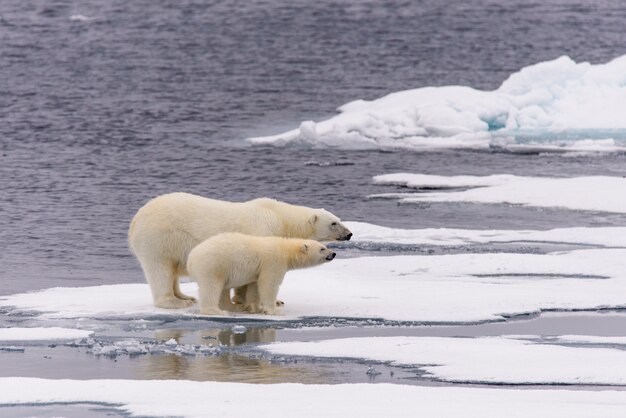 Mãe do urso polar (Ursus maritimus) e filhote no gelo, ao norte de Svalbard, Noruega no Ártico