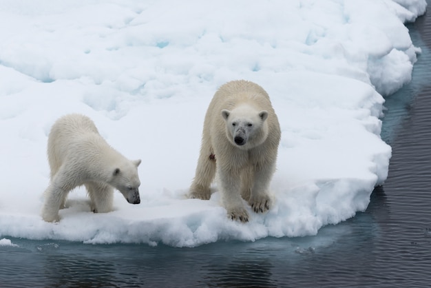 Foto mãe do urso polar (ursus maritimus) e filhote no gelo