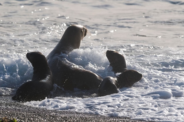 Mãe e bebê do mar Leões Península Valdes Patrimônio Patagônia Argentina