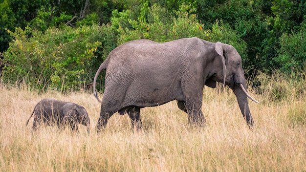 Mãe e bebê elefante na savana africana, em Masai Mara, Kenia