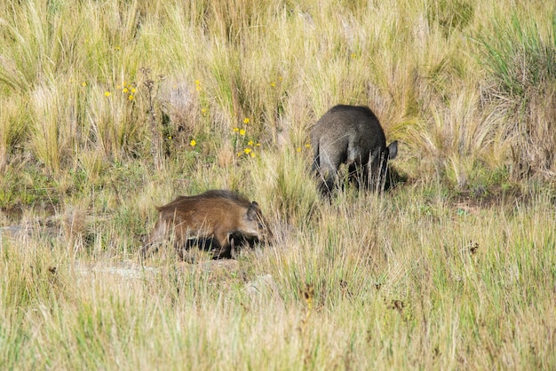 Mãe e bezerro de javali nas pastagens das montanhas na Pampa de Achala Quebrada del Condorito Parque Nacional província de Córdoba Argentina