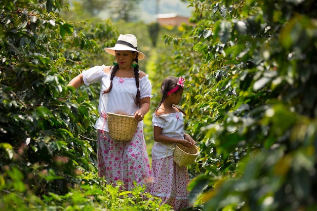 mãe e filha colhendo grãos de café em uma plantação de café