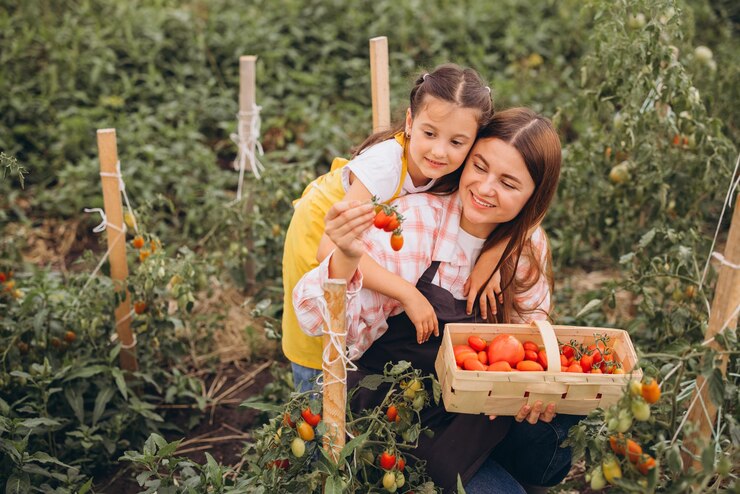 Mãe e filha colhendo tomates frescos juntos num jardim exuberante num dia ensolarado