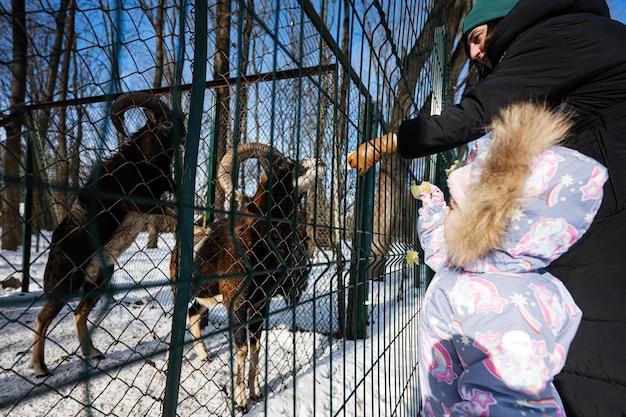 Mãe e filho em um dia ensolarado de inverno gelado no parque alimentando o rebanho de cabras no zoológico