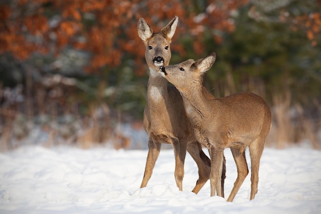 Mãe e filho veado ovas capreolus capreolus na neve profunda no inverno se beijando