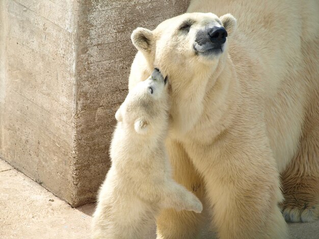 Foto mãe e filho