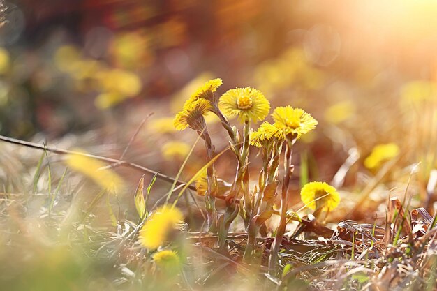 Mãe e madrasta flores amarelas fundo de primavera, fundo abstrato de primavera com flores silvestres