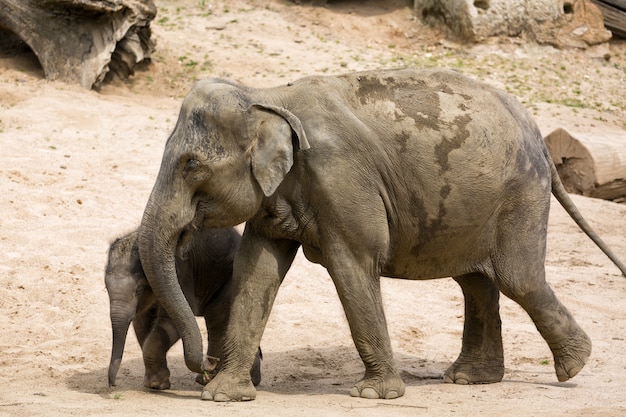 Mãe elefante com bebê elefante