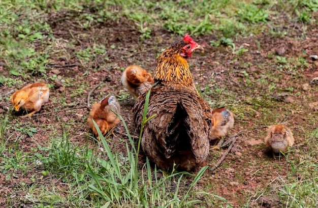 Foto mãe galinha e seus filhotes em um prado. bem estar animal.