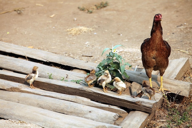 Mãe galinha leva seus pintinhos para encontrar comida