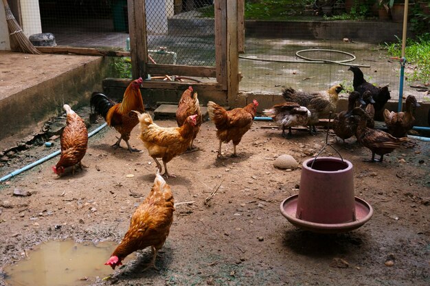 Mãe galinhas galinha em uma fazenda galinhas na fazenda orgânica