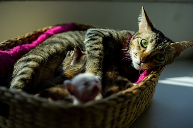 Mãe gata dorme com seu bebê na cesta em casa