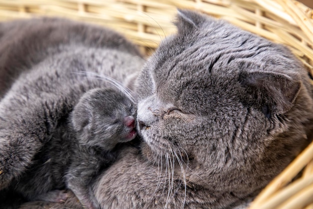 Mãe gata e filhote de gato