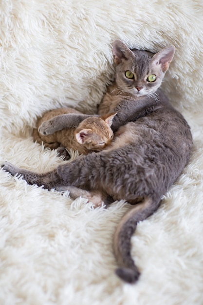 Mãe gato devonrex alimenta o gatinho com leite