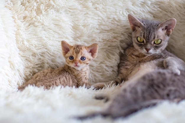 Mãe gato devonrex protege seu gatinho